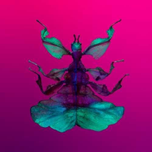 95MP - A Song Called Moth